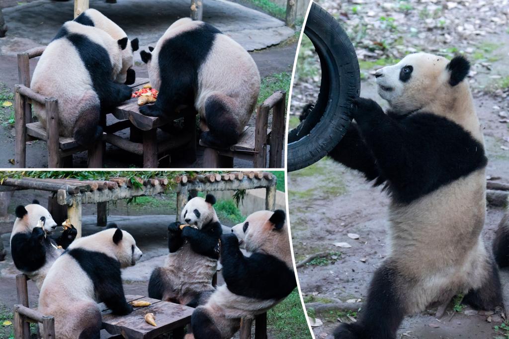 Pandas sit and eat like humans in adorable video â but are they real or fake?